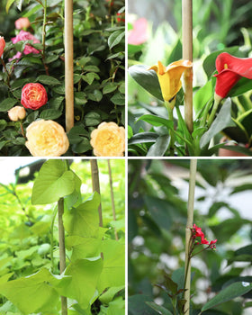 Handmade from natural bamboo, Groovboo stakes are durable and gentle on plants