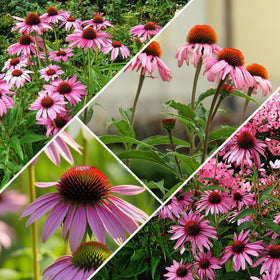 Groundio Purple Coneflower seeds ideal for borders and cut flower displays.