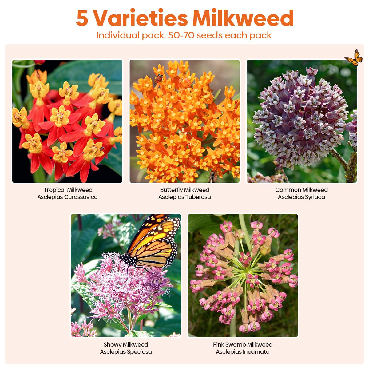 Groundio butterfly milkweed seeds pack boosts pollinator friendly garden with bright blooms