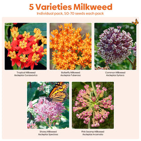 Groundio butterfly milkweed seeds pack boosts pollinator friendly garden with bright blooms