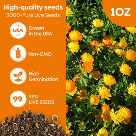 Groundio Pacific Beauty Mix seeds 3,000+ for vibrant garden blooms.