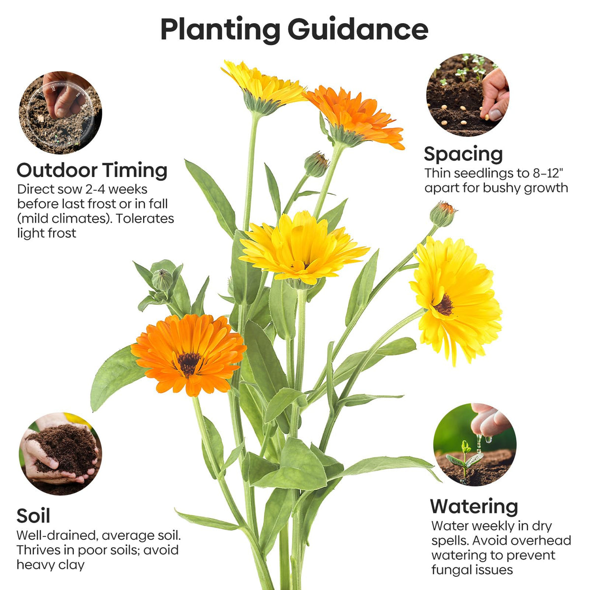 Groundio Pacific Beauty Mix covers about 100 sq ft for easy planning.