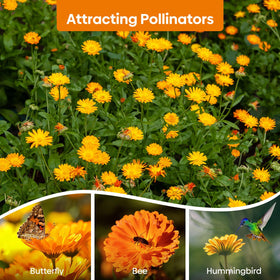 Groundio Pacific Beauty Mix thrives in zones 2 to 11.