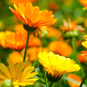 Groundio Pacific Beauty Mix petals are edible and used in skincare.