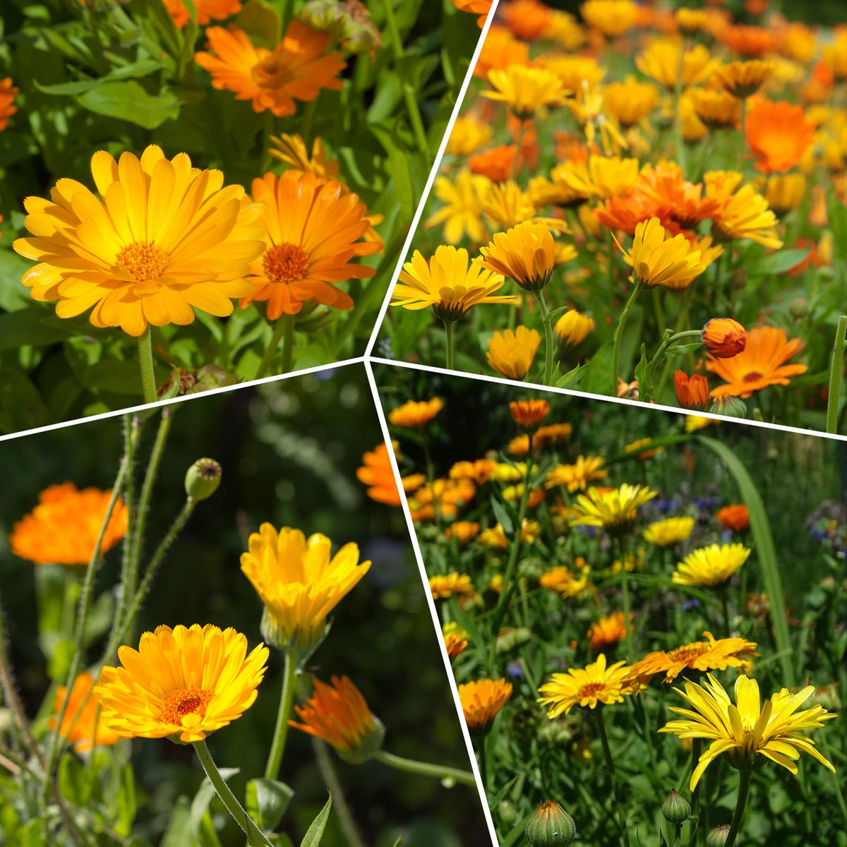 Close-up of Groundio calendula blooms with dense bright petals.