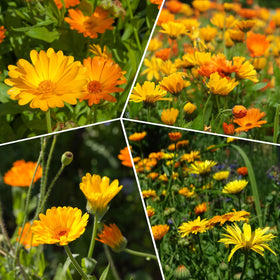 Close-up of Groundio calendula blooms with dense bright petals.