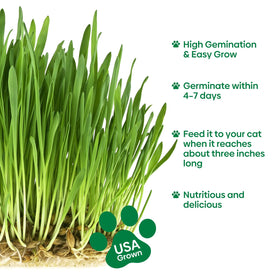 Groundio cat grass at 5-10 cm growth inside a home setup
