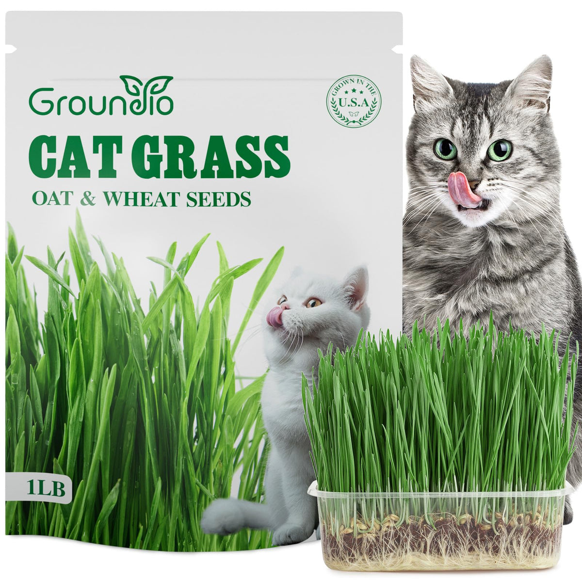 Groundio cat grass seeds in 16oz packaging ready for indoor sowing