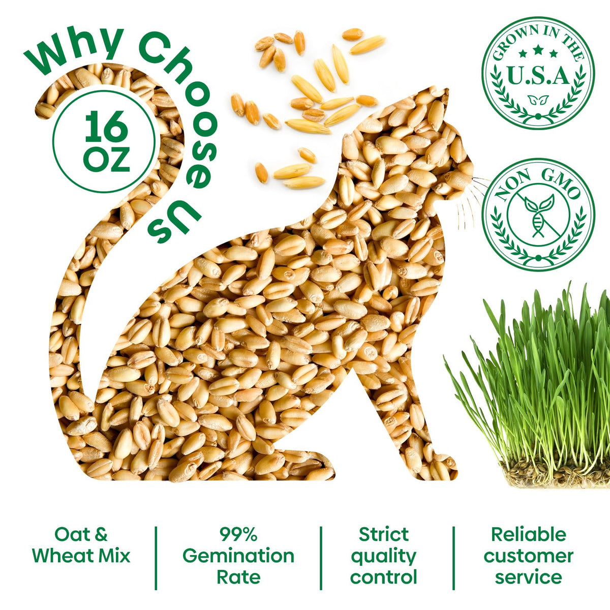 Groundio cat grass greens available for indoor nibbling