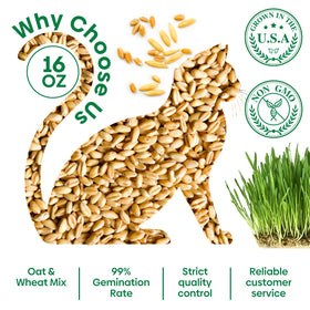 Groundio cat grass greens available for indoor nibbling