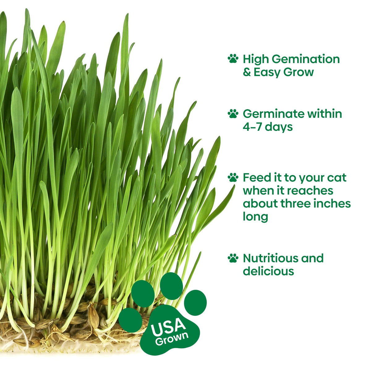 Groundio cat grass reaches 5-10 cm during early growth