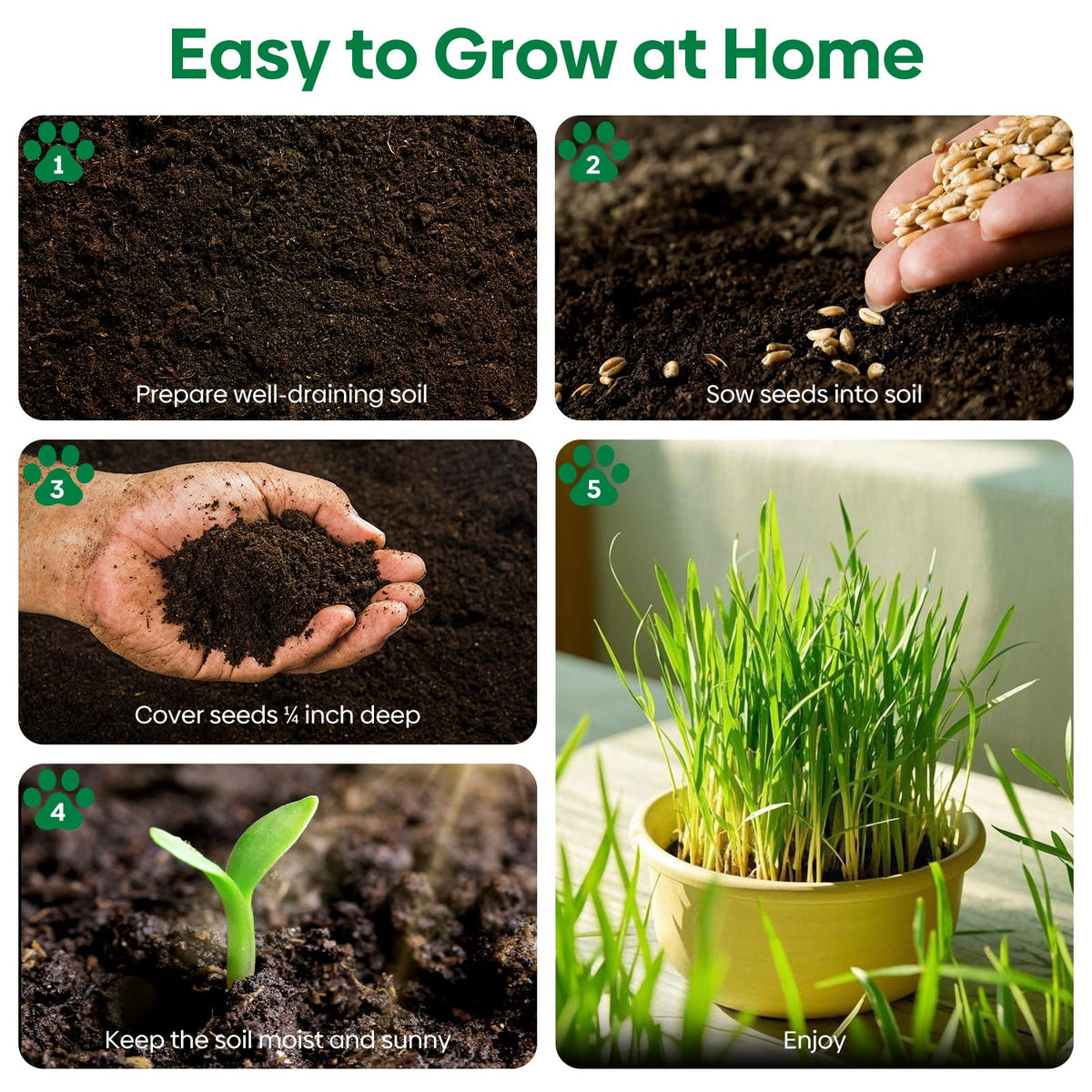 Groundio cat grass growing on a sunny windowsill, USA-grown