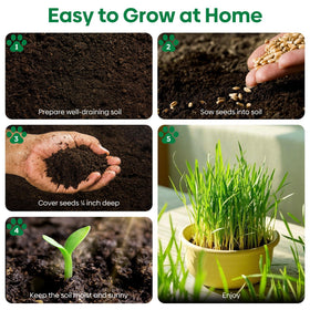 Groundio cat grass growing on a sunny windowsill, USA-grown