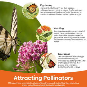 Groundio common milkweed seeds pack hardy option for home gardens