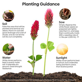 Groundio crimson clover as lawn alternative shows lush ground cover.