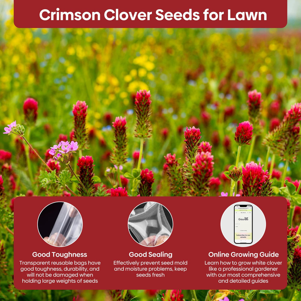 Groundio crimson clover flowers attract bees and butterflies in a pollinator garden.