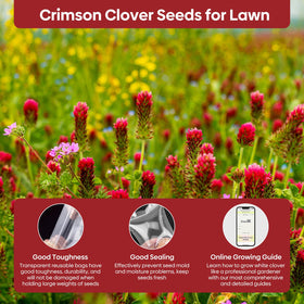 Groundio crimson clover flowers attract bees and butterflies in a pollinator garden.