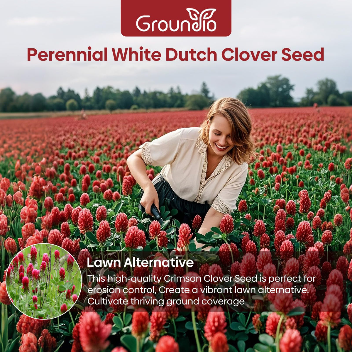 Groundio crimson clover seeds germination in 7-14 days under warm temps.