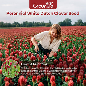 Groundio crimson clover seeds germination in 7-14 days under warm temps.