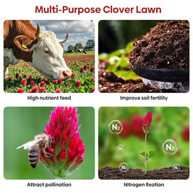 Groundio drought-tolerant crimson clover thriving in sun and partial shade.