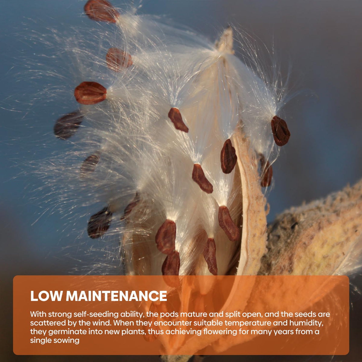 Groundio drought-tolerant milkweed seeds for low maintenance sun gardens
