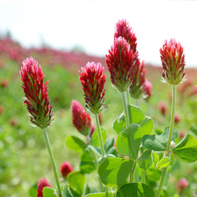 Groundio easy-to-grow crimson clover suitable for pastures, lawns, and gardens.
