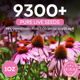 Groundio Echinacea seeds ready for garden beds to attract pollinators.