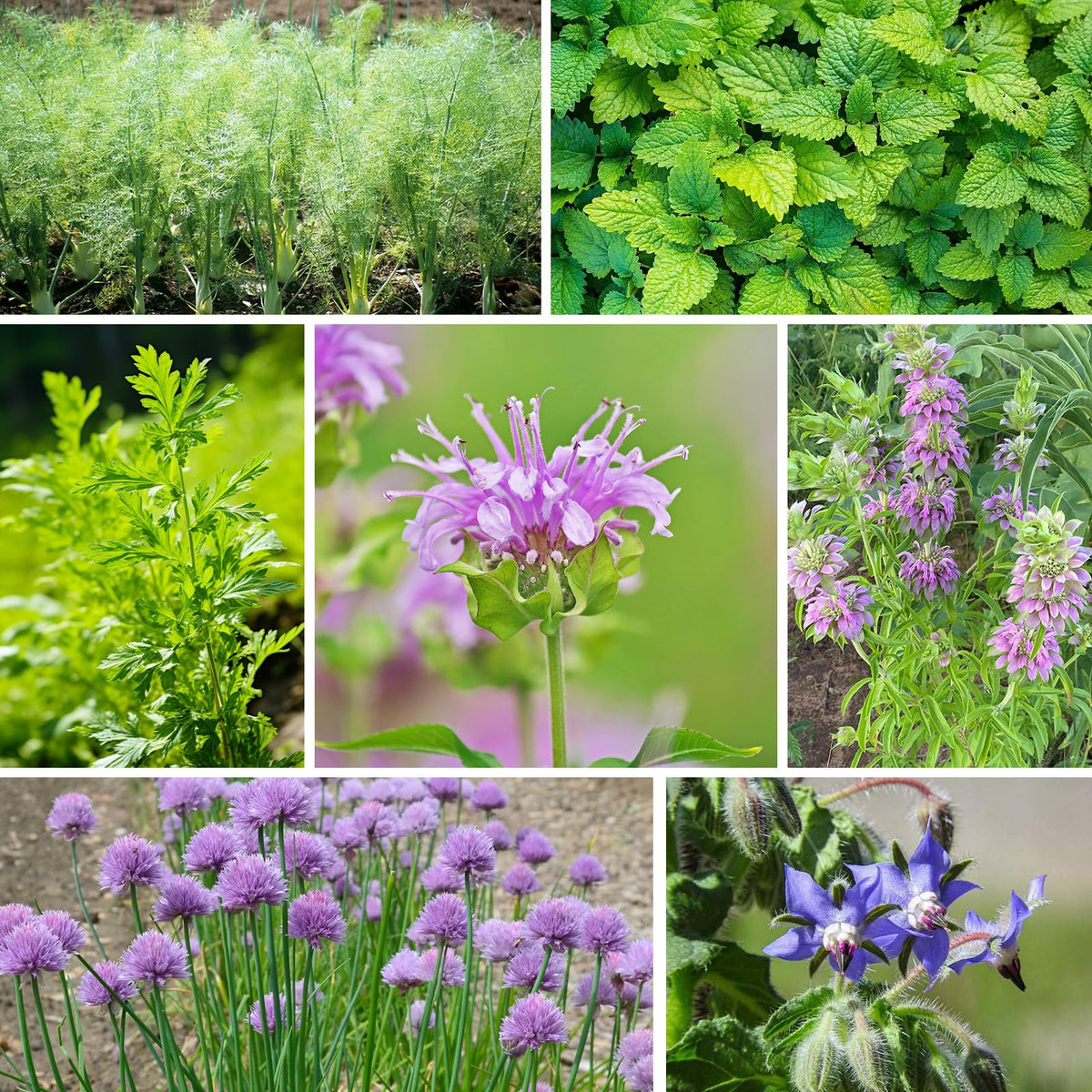 Groundio gift pack herbs perfect for gardening enthusiasts and hobbyists