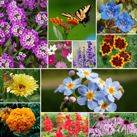 Groundio gift-ready wildflower seeds perfect for birthdays and occasions.