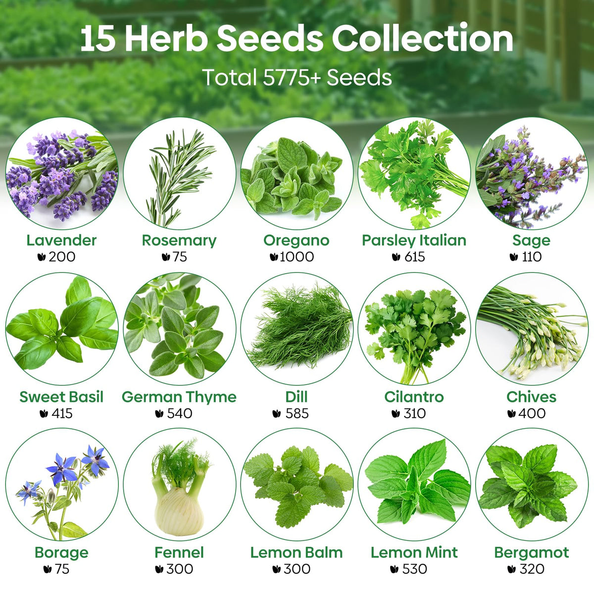 Groundio heirloom seeds pack ideal for fresh kitchen herbs and flavor