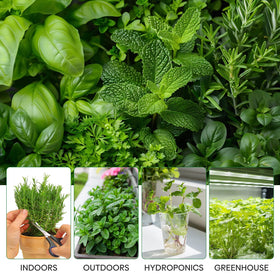 Groundio indoor herb garden setup shown for windowsill sprouting and convenience