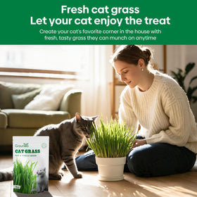 Groundio indoor window sill setup with sunlight for healthy grass