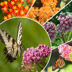 Groundio milkweed variety pack ideal for borders beds and containers