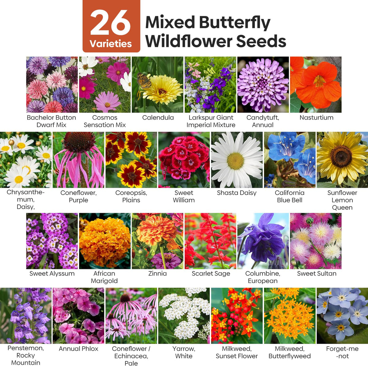 Groundio milkweek wildflower seeds bloom close-up, attracting butterflies and bees.