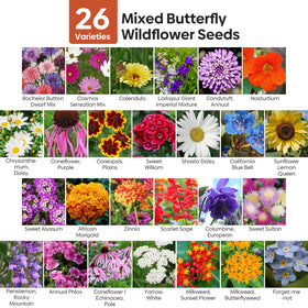 Groundio milkweek wildflower seeds bloom close-up, attracting butterflies and bees.