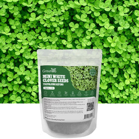 Groundio Mini White Clover Seeds 1lb package for low maintenance ground cover
