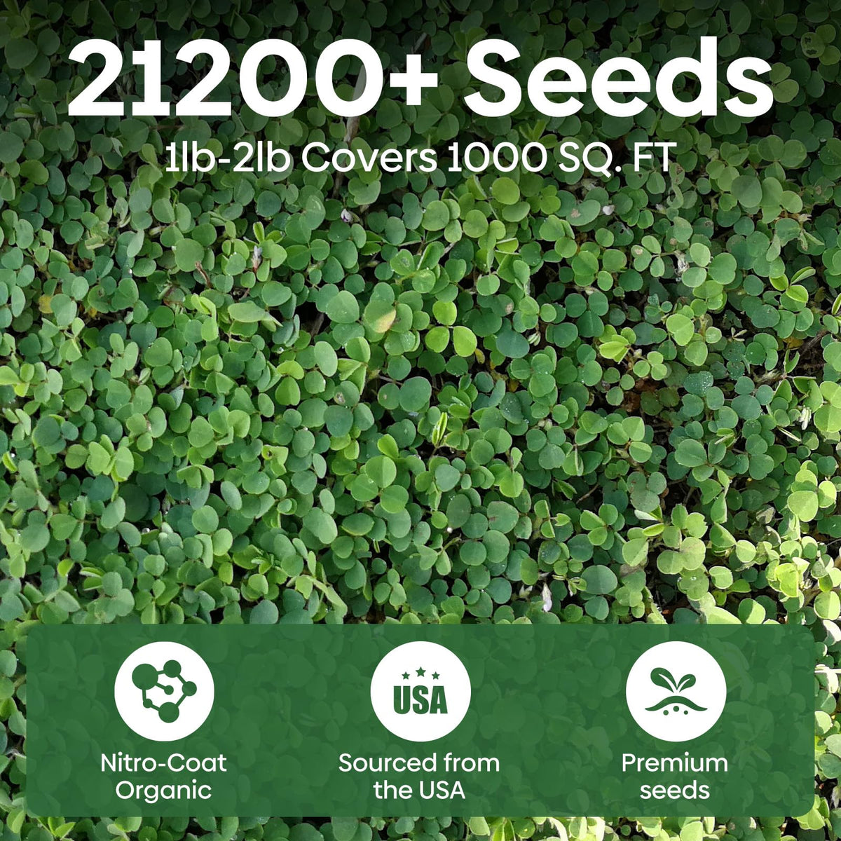 Groundio Mini White Clover Seeds 4-6 inch growth for dense lawn substitute