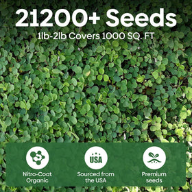 Groundio Mini White Clover Seeds 4-6 inch growth for dense lawn substitute