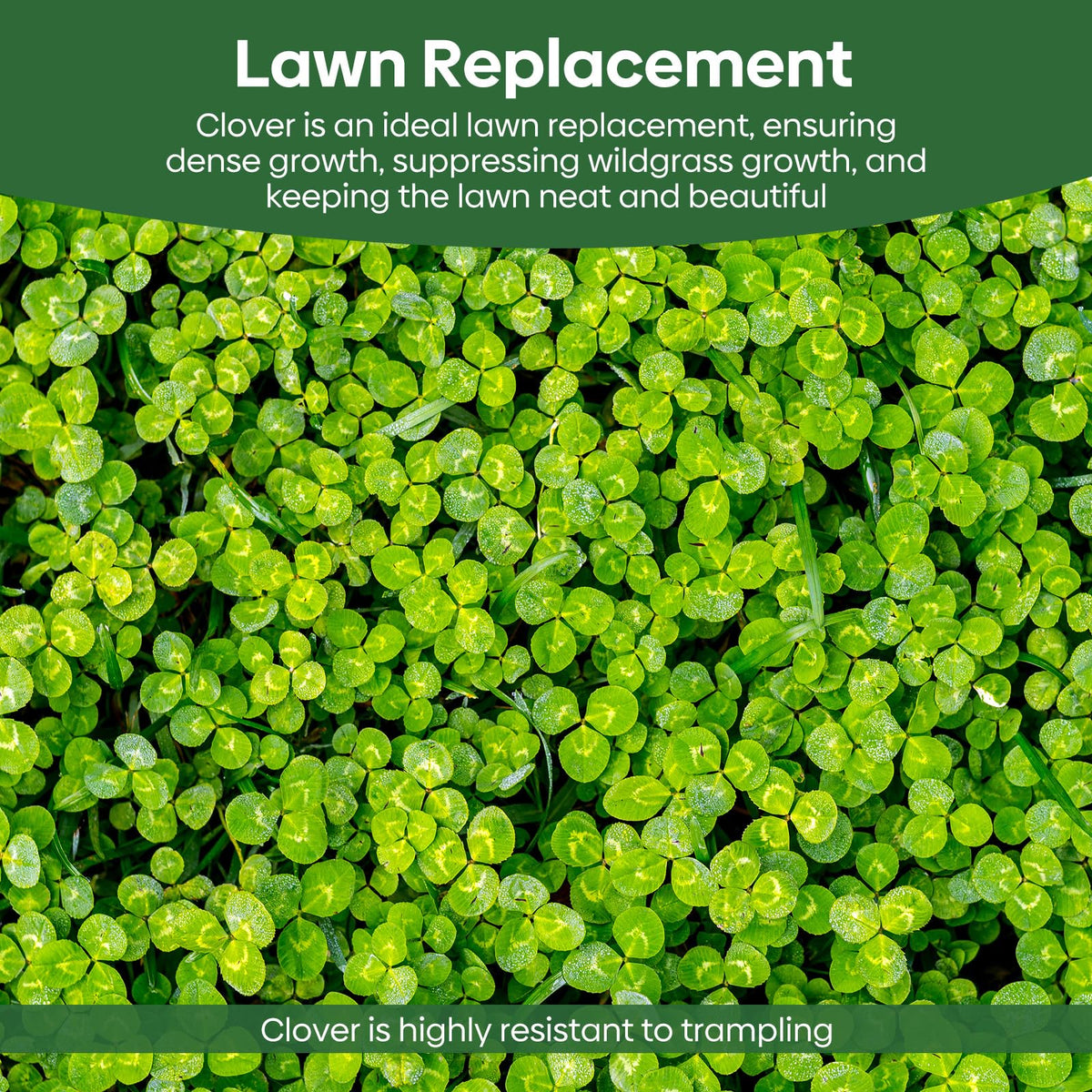 Groundio Clover Seeds in bloom invite pollinators for biodiversity