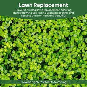 Groundio Clover Seeds in bloom invite pollinators for biodiversity