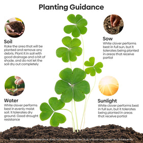 Groundio Mini White Clover Seeds nitro coated inoculated for faster germination