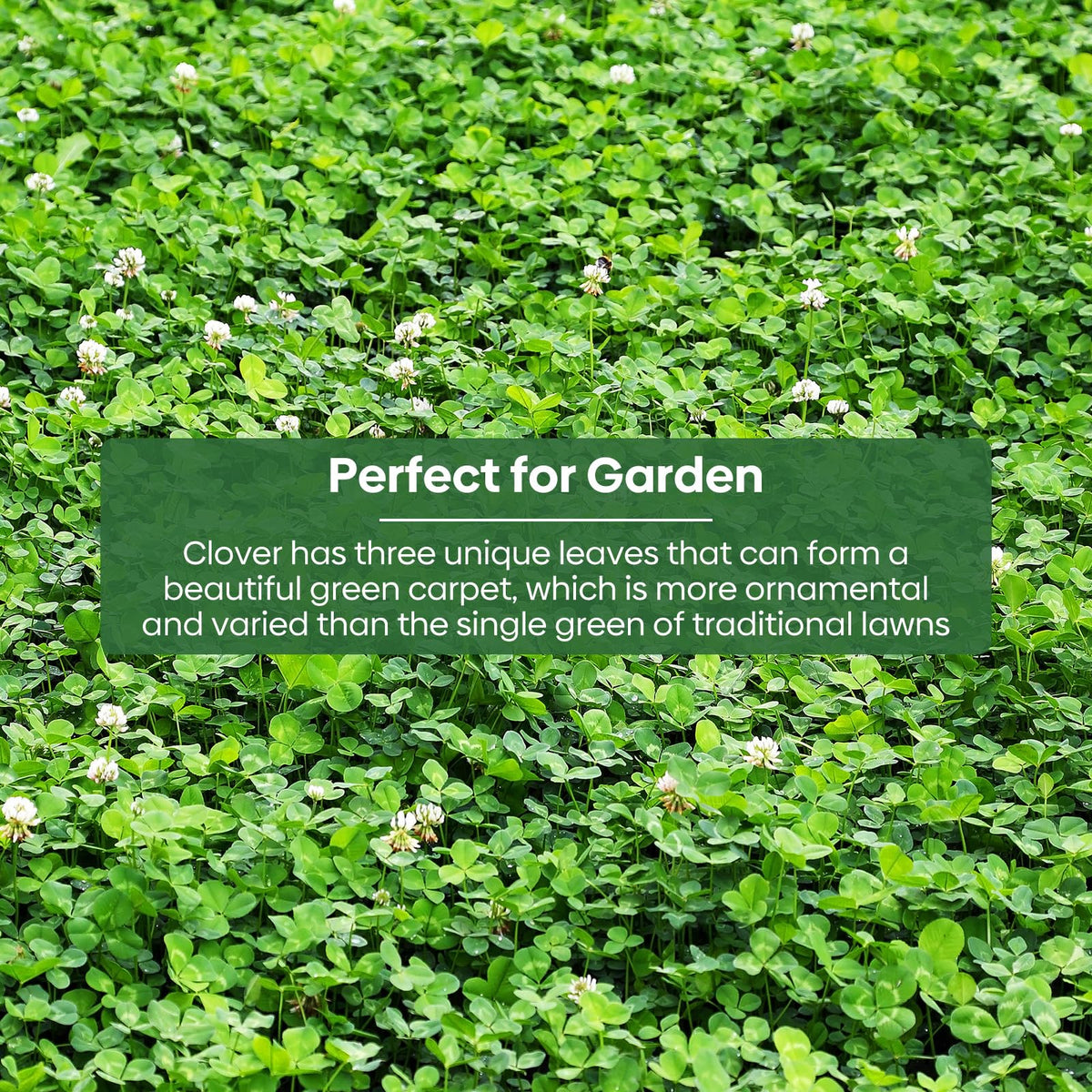 Groundio Clover seeds tolerate shade and drought for versatile ground cover