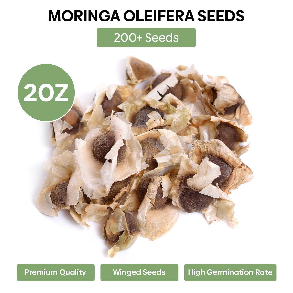 Close-up of Groundio Moringa seeds texture indicating high-quality coating.