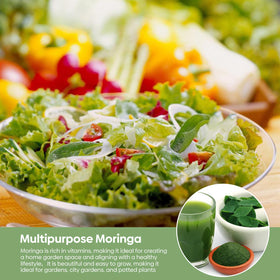 Groundio Moringa seeds depth-plant guidance for 3-5 cm soil placement.
