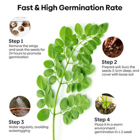 Groundio Moringa seeds germination ready test showing PKM1 quality.