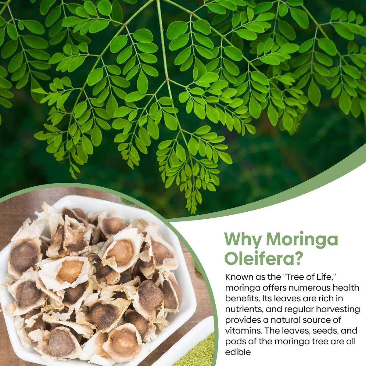 Groundio Moringa seeds growth-sapling illustrating fast spring growth.