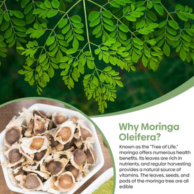 Groundio Moringa seeds growth-sapling illustrating fast spring growth.