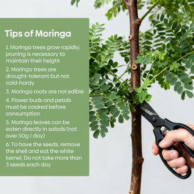 Groundio Moringa seeds mature-tree in garden tolerates drought.