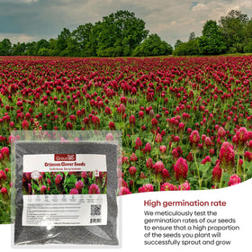 Groundio nitrocoated and inoculated seeds boost germination and robust growth.