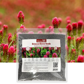 Groundio nitrogen-fixing clover improves soil fertility for neighboring plants.